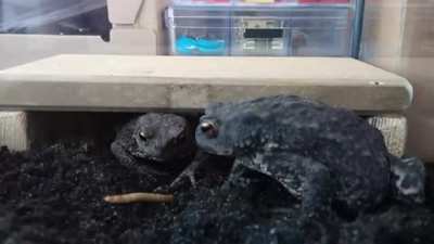 "Holy shit, Frank. You seeing this?"