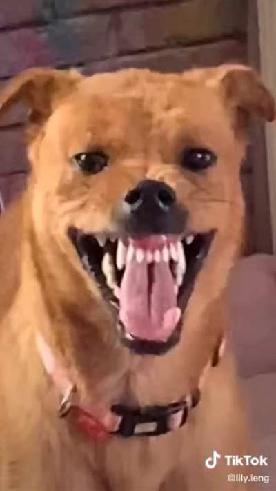 All dogs be like