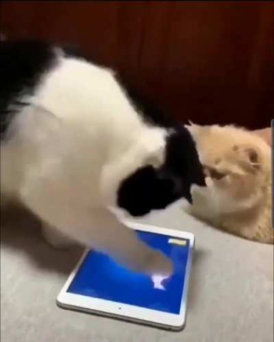 Cat seems to be intrigued by the game, to be ruined by the other cat (i hope this was appropriate for the sub)