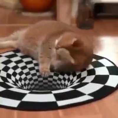 Cats don't care about magic. Please tell me if this isn't the right sub.
