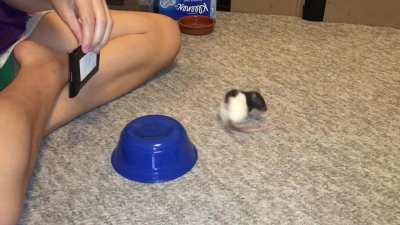 My awesome rat Oreo doing her "read a sign" trick!