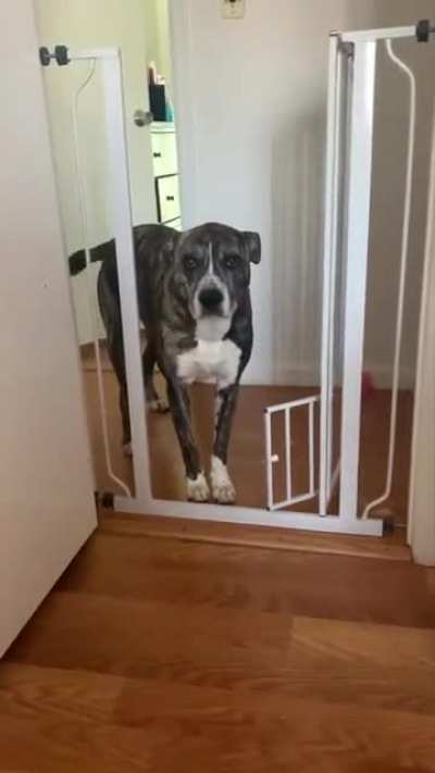 I couldn&rsquo;t figure out why he was crying. Turns out, the 6 inch cat door was slightly ajar.