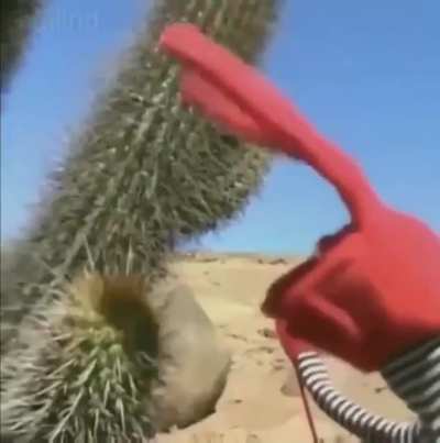 cactus