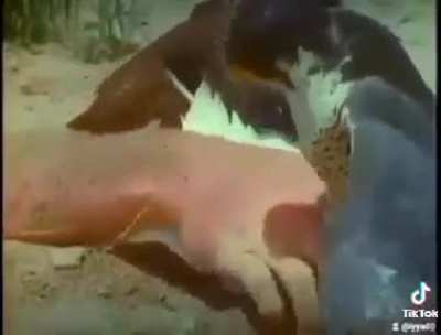 Bamboozled 2