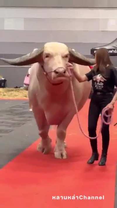 of a Albino buffalo