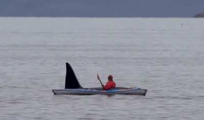 Huge male orca coming up for air right next to a kayaker in Skjerv&oslash;y, northern Norway
