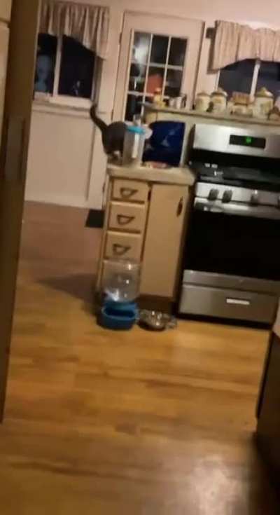 Cat food heist