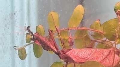 Eating plants?