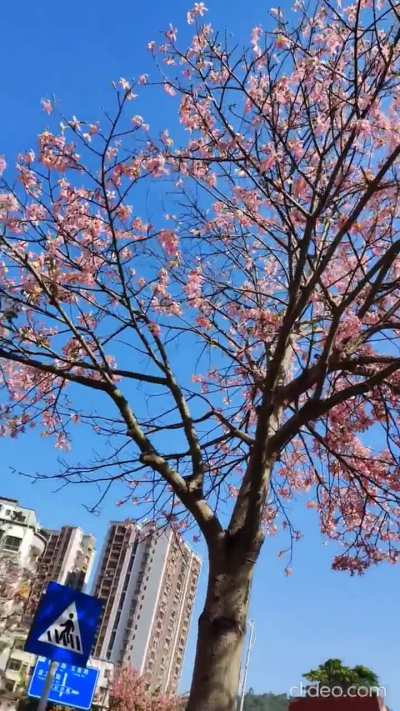 Bauhinia flowers in November in Shenzhen