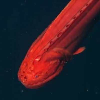 An actual deep sea creature