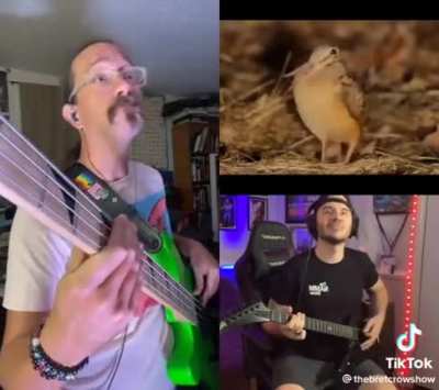 Metal Birb