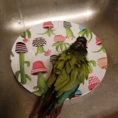 borb
