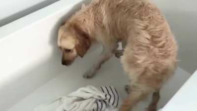 here&rsquo;s a video of markiplier *attempting* to give his dog a bath