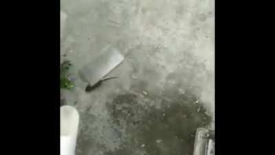 damn. I think I killed more than that rat