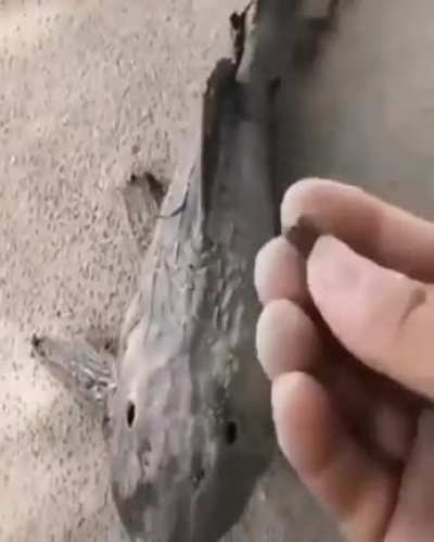 Zombie Fish