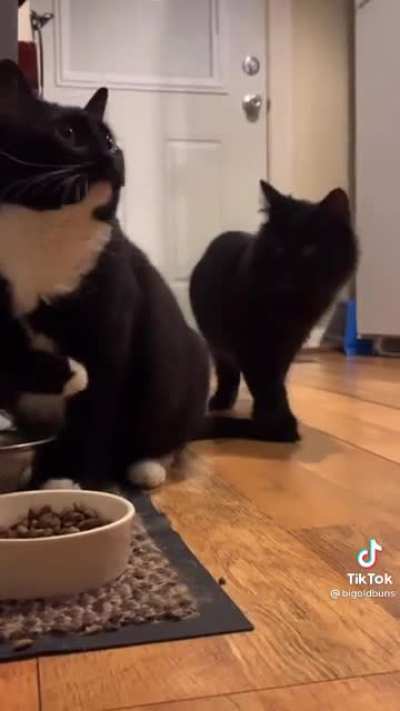 Welcome to club le chat