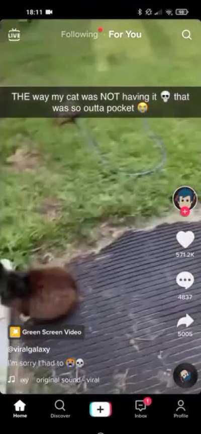 Cat's not having the brush