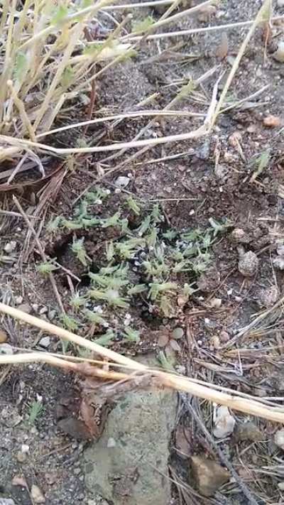 Nest of baby grasshoppers