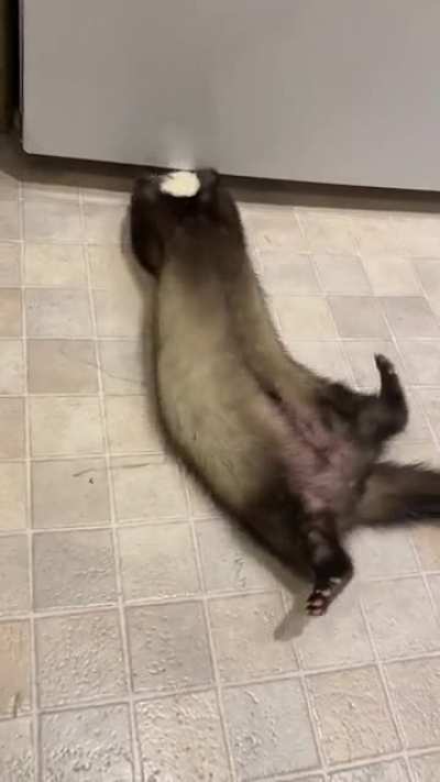 Buttercup can&rsquo;t remember exactly how the hooman opens the freezer, but she thinks it might have been something like this.