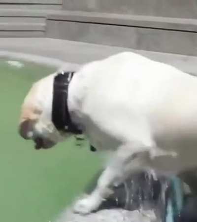 This Doggo having the best fun day