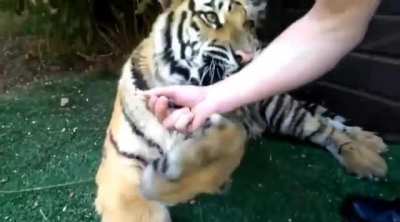 Tiger gets tooth pulled out and then attacks the dentist