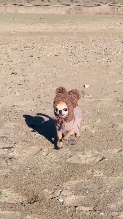 Pom Pom hat got me