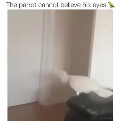 Visible confusion