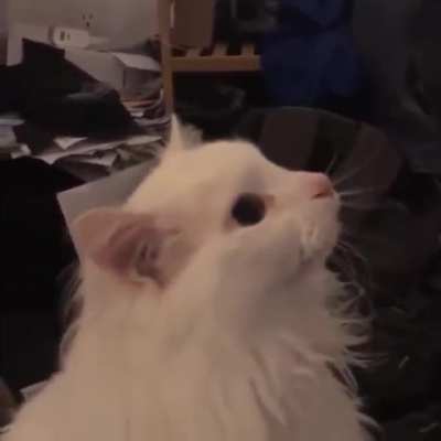 I found Nux&rsquo;s cat