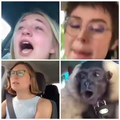 The Karen species is evolving