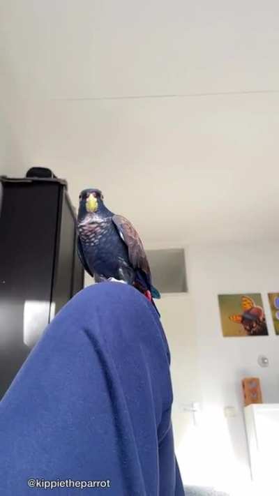 Happy Valentine&rsquo;s Day from Kippie 🥰