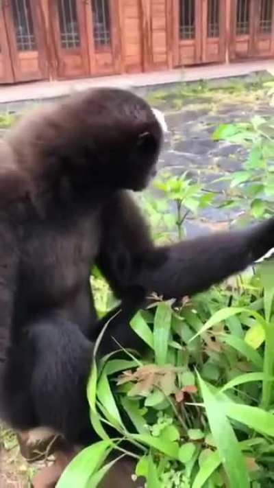 Gibbons can often be heard for distance upto 1km.