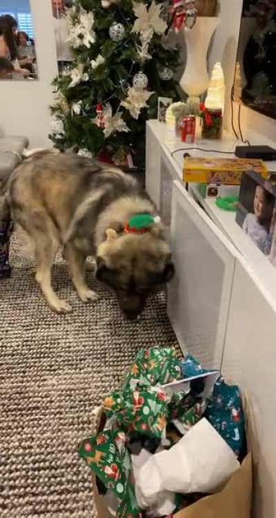 [OC] My dog got a little too comfortable at the Christmas party&hellip;