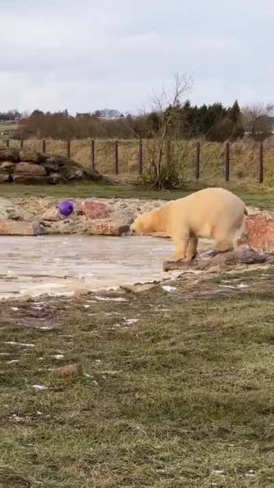 Polar bears gets a new toy