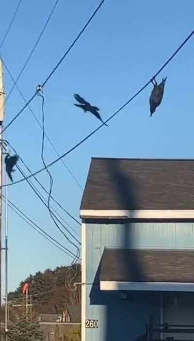 &ldquo;Raven says it&rsquo;s just a little windy this morning!&rdquo;