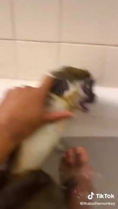 Upvote si necesitamos la etiqueta "monke"
