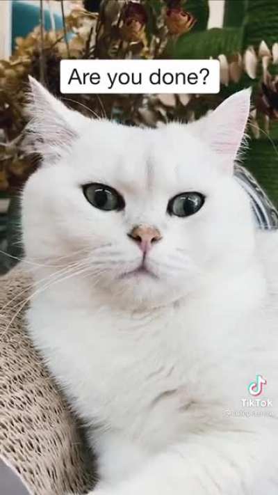 Picasso&rsquo;s cat