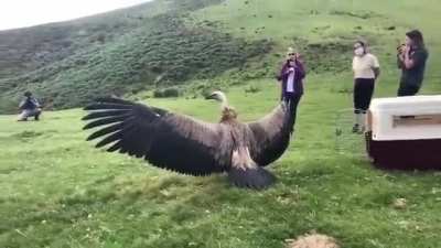 That WINGSPAN