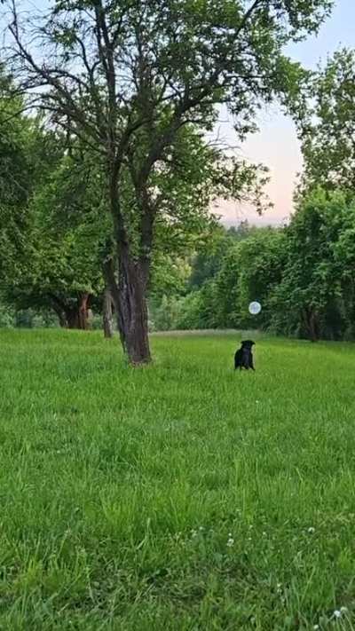 I had some leftover balloons from my birthday party and my dog had his time later! &eth;
