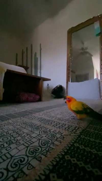 Wanted a Video of her flying in Slow Motion, Got this T-Rex Instead&hellip;