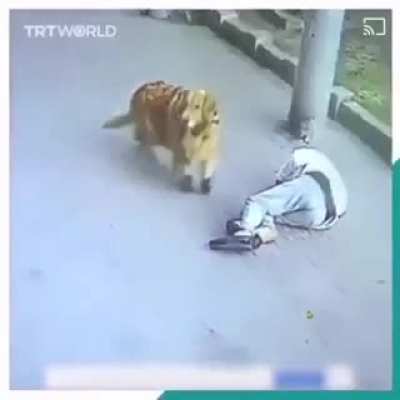 Odd event with cat