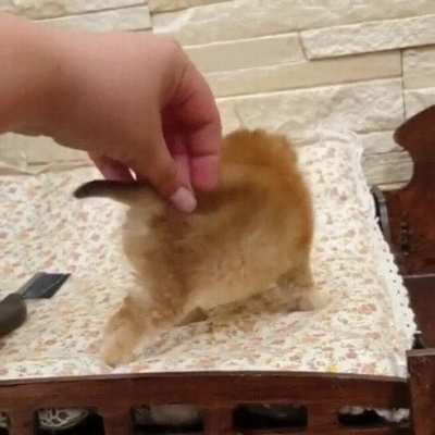 Fun Sized Floof