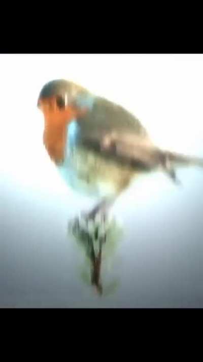 Hardest bird edit