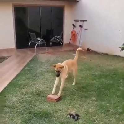 As vezes pra ser feliz voc&ecirc; s&oacute; precisa encontrar o tijolo certo