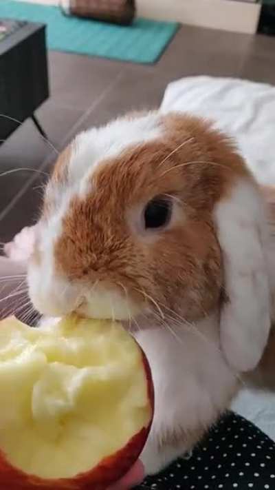 Nom nom! Karamelleke eating some apple 🥰