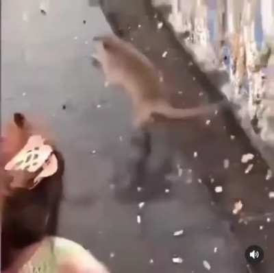 Monkey fall!
