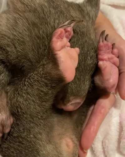 Faith demonstrating how baby wombats like to be tucked up in mom&rsquo;s pouch at ACT Wildlife in Australia