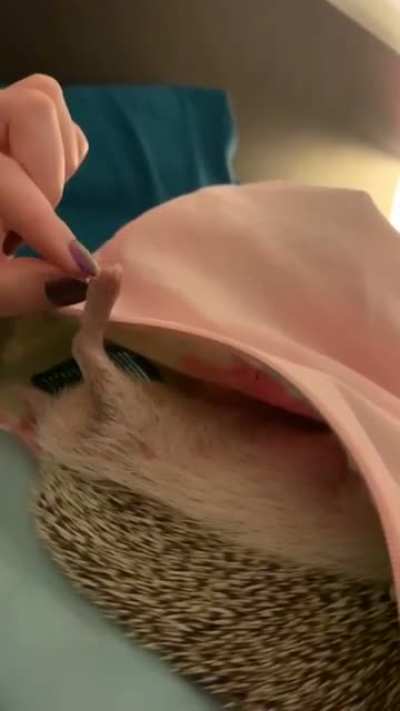 Tickling the paw
