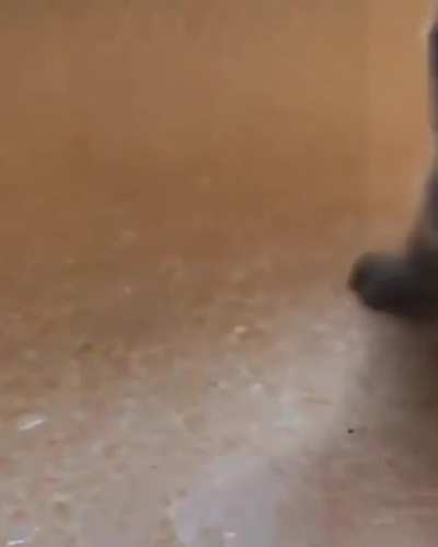 Tiny