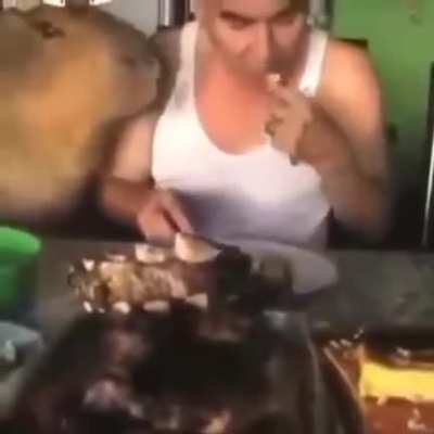 meal