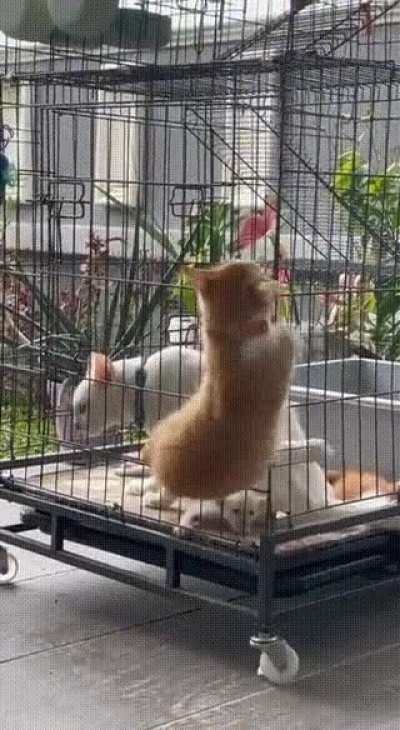 Cats are liquid
